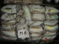 /album/photos-cuttlefish/cattlefish-m8-jpg/